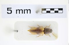 Foto (Dorsalansicht) von Cardiophorus lutosus (Candeze, 1896) (NHMW-ZOO-COL-0008274)